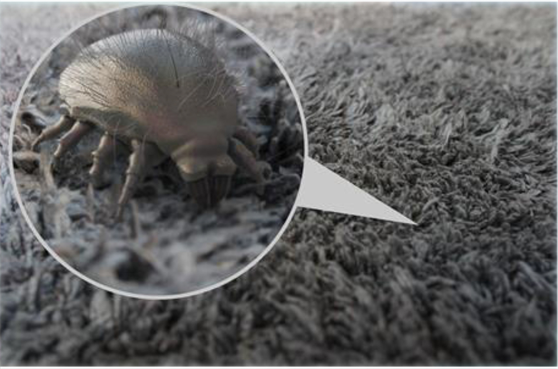 Dust Mite Allergy, Causes, Symptoms and Treatment - ENT Conditions