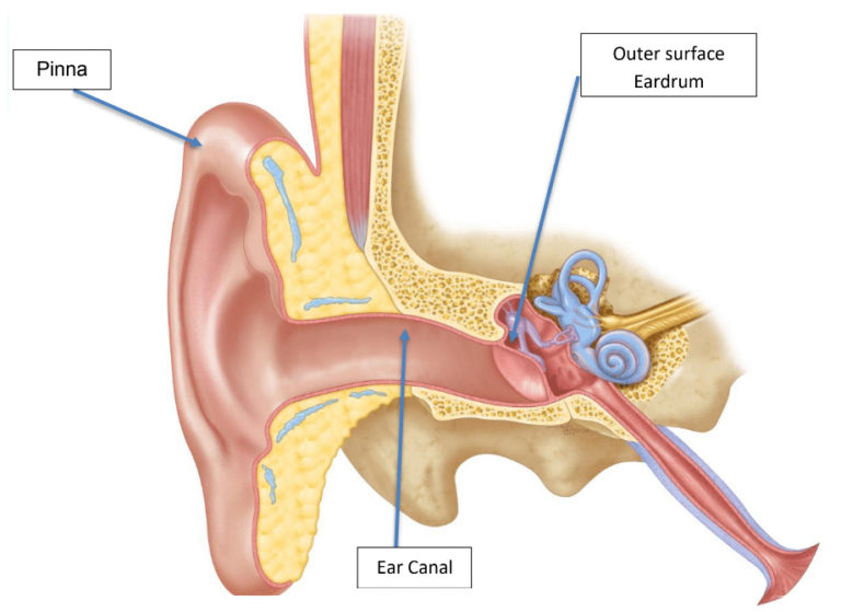 Information for Otitis Externa and Discharging Ears Melbourne ENT Group